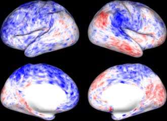 Movie of the in vivo BOLD signal from the cortical surface of a human subject, acquired using fMRI and pre-processed to suppress the noise[1][2], from the Human Connectome Project, played back at a real-time rate. The BOLD signal intensities are visualized on a smoothed cortical surface. At each point on the cortex, white color represents the average BOLD signal while blue and red colors represents lower and higher signal than average BOLD signal respectively[3].