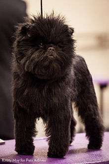 "A small black dog."