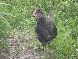 A blue Icelandic cockerel