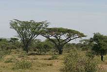 Vachellia abyssinica