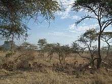 A herd in Tanzania