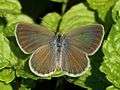 African grass blue Zizeeria knysna knysna 2012 05 12 12 11 16 9014.jpg