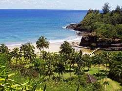 Palm trees and river into ocean