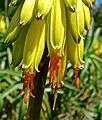 Aloe striatula 4.jpg