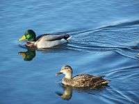 Two ducks, one gray with a green head and the other brown, paddle across a clear lake.