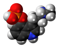 Space-filling model of the baeocystin molecule as a zwitterion