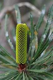 a narrow cylindrical dark spike with many yellowish buds forming along its length