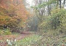 Tring Woodlands