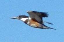 A kingfisher in powerful flight, showing its rusty belly.