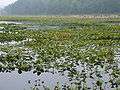 A lake with dark-colored water and many green water plants