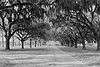 Slave Street, Smokehouse, and Allee, Boone Hall Plantation