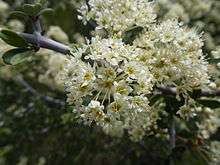 Hemispherical clumps of small, white flowers with yellowish centers