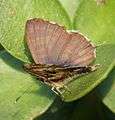 Bush bronze Cacyreus lingeus 2012 05 14 9970.jpg