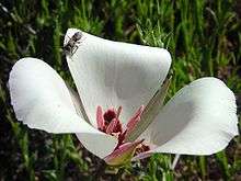 Calochortus catalinae