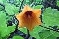 Canarina canariensis 02 ts.jpg