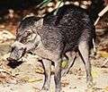 Cebu Warty Pig.jpg