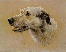 Irish Wolfhound painting