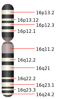 Chromosome 16