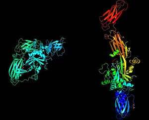 X-ray crystallography images of  tissue transglutaminase in two different conformations