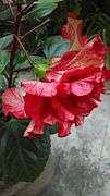 Closeup of multi color Hibiscus at Sakherbazar, Kolkata.jpg