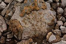 Fossil corals in the Brooks Range