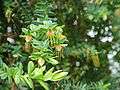 Darwinia citriodora-IMG 9345.JPG