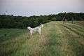 Dog dike disc golf Denton.jpg