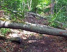 Large tree trunks and branches lying across a dirt path in the middle of a forest