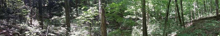 Panoramic forest scene