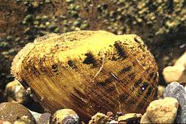 The snuffbox mussel is a candidate for federal endangered status
