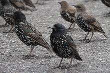 Several black glossy birds with spots stand on the paved ground