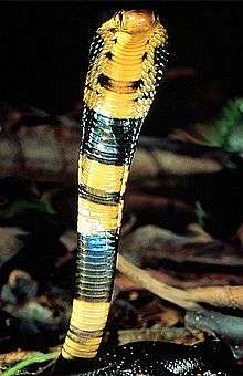 Forest cobra (Naja melanoleuca), Kakamega Forest, Kenya.jpg