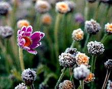 A photo of a flower with advection frost on the tips of its petals.