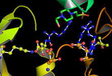 Active site of GSK-3