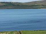 Dolphins in Sruwaddacon Estuary