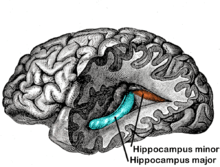 brain, cut away and labelled to show its internal parts