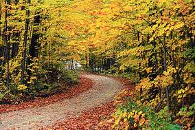 Trees in fall along a road near the Hapgood Pond Recreation Area.