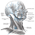 Lymphatic system