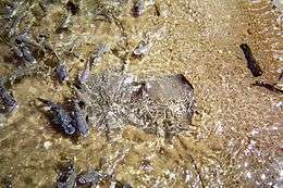 Two spotted stingrays with many other fish splashing in the surf