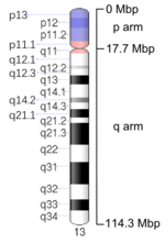 Map of Chromosome 13