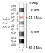 Map of Chromosome 17