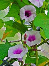 Trumpet-shaped flowers and large, heart-shaped leaves emerge the stems of a sweet potato plant.