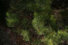 Photograph of a bush with thin green leaves in shade