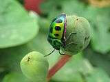 Jewel Bugs Chrysocoris stolli ,this image was taken in the project Wiki Loves Butterfly, central park (Kolkata) Butterfly garden,West Bengal,India