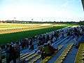 Kincsem park thoroughbred race.JPG