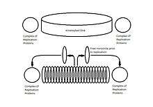 Illustration of location of protein replication complex to kinetoplast and migration of minicirlces to protein complex.