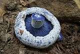 The underside of a circular, blue mushroom cap lying in the dirt. The edges of the cap are a much lighter blue than the gills that radiate out from the central stem, and are rolled inward, partially covering the gills.