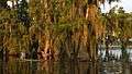 Lake Martin LA USA trees.JPG