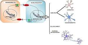 Lateral inhibition process