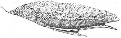 A tongue and sublingua in the ring-tailed lemur, with the serrated sublingua mostly attached to the underside of the tongue.